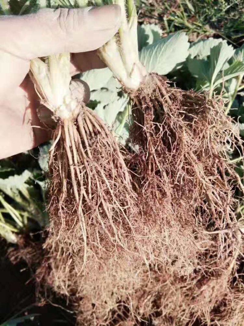 广西桂林兴安老勇草莓苗育苗基地品种：妙七法兰地红玉等