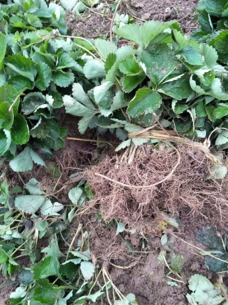 广西桂林兴安老勇草莓苗育苗基地品种：妙七法兰地红玉等