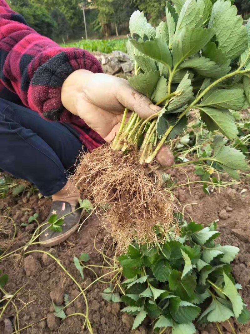 广西桂林兴安老勇草莓苗育苗基地品种：妙七法兰地红玉等