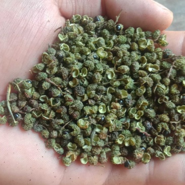 云南丽江玉龙奉科金沙江岸青花椒