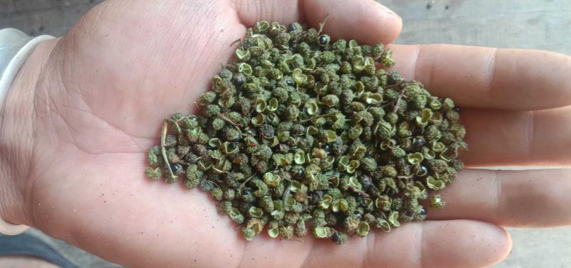 云南丽江玉龙奉科金沙江岸青花椒