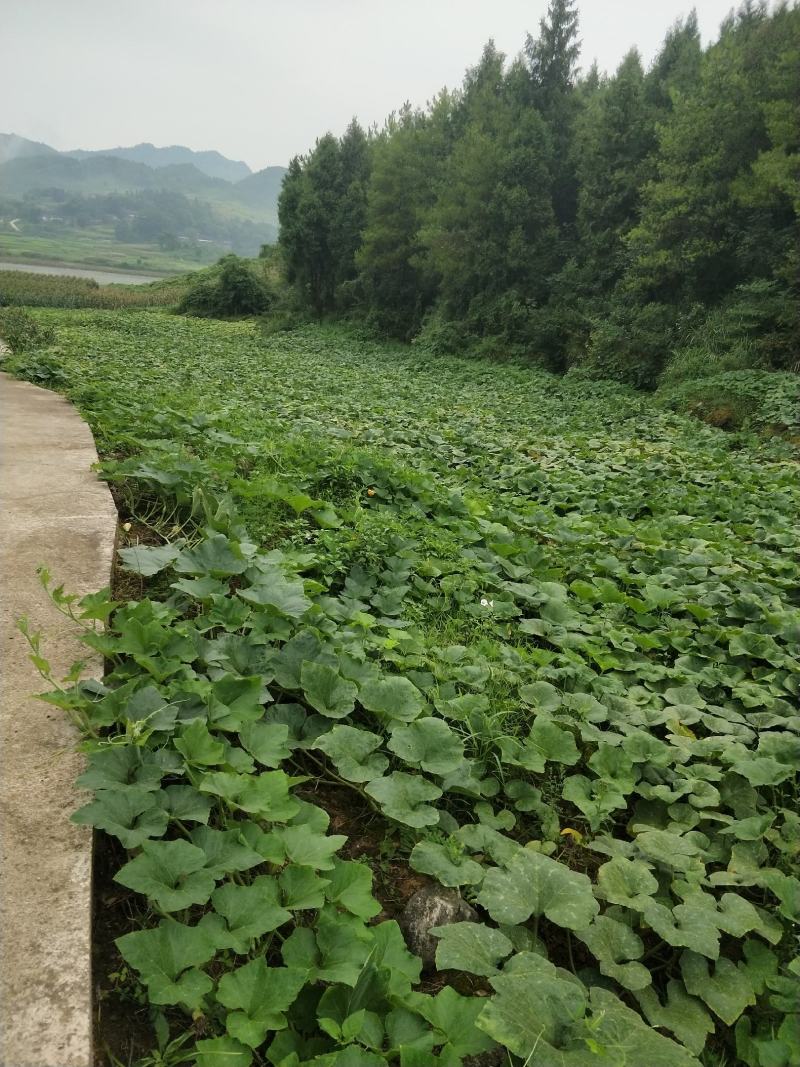 精品，密本南瓜