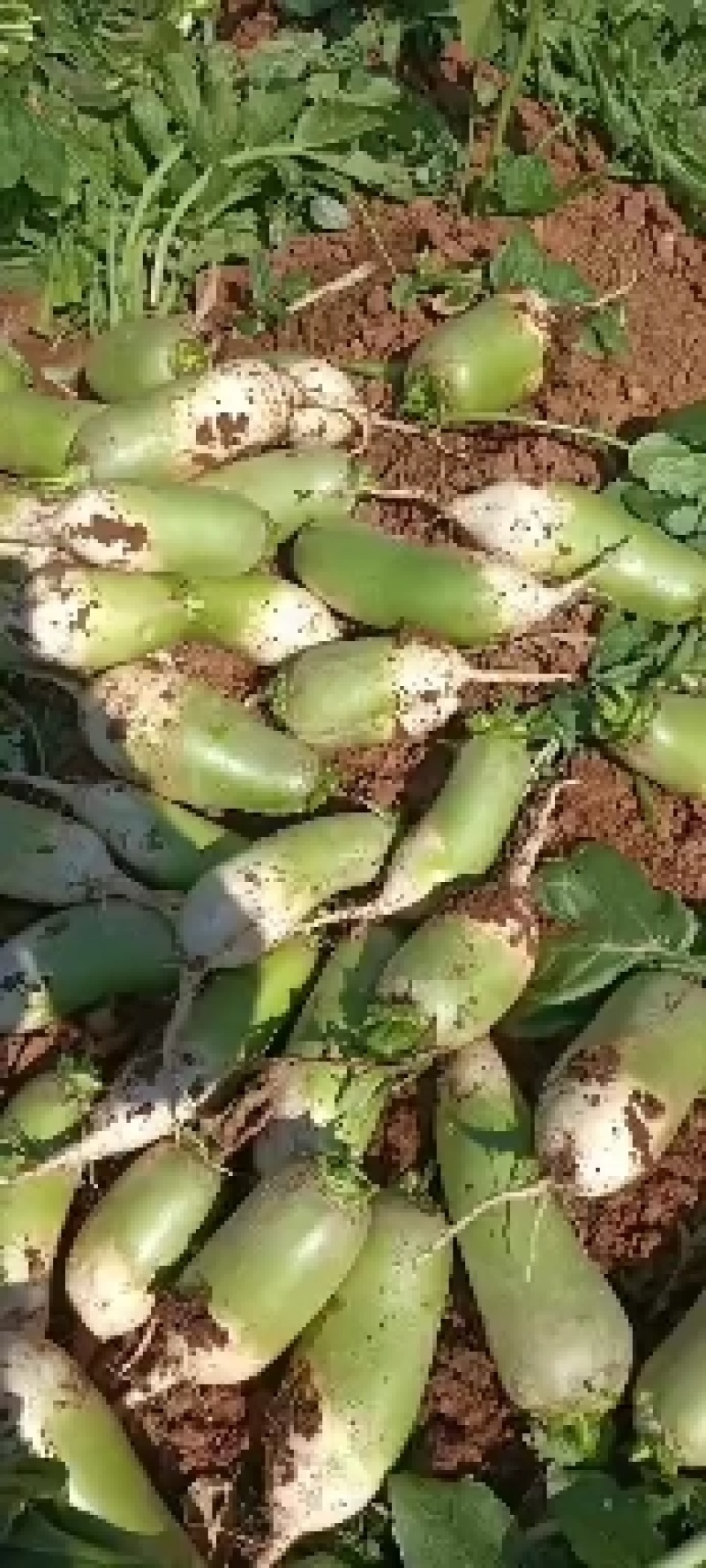青萝卜，河南三门峡高山欧亚二号青萝卜