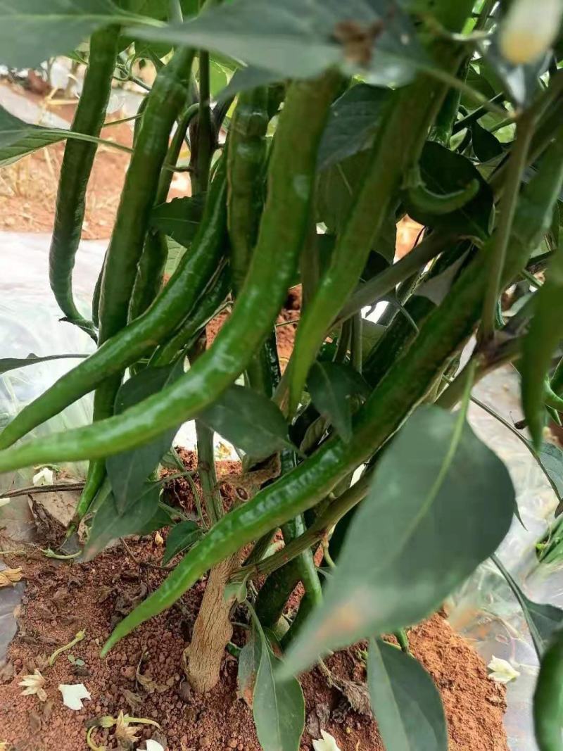 优质二荆条