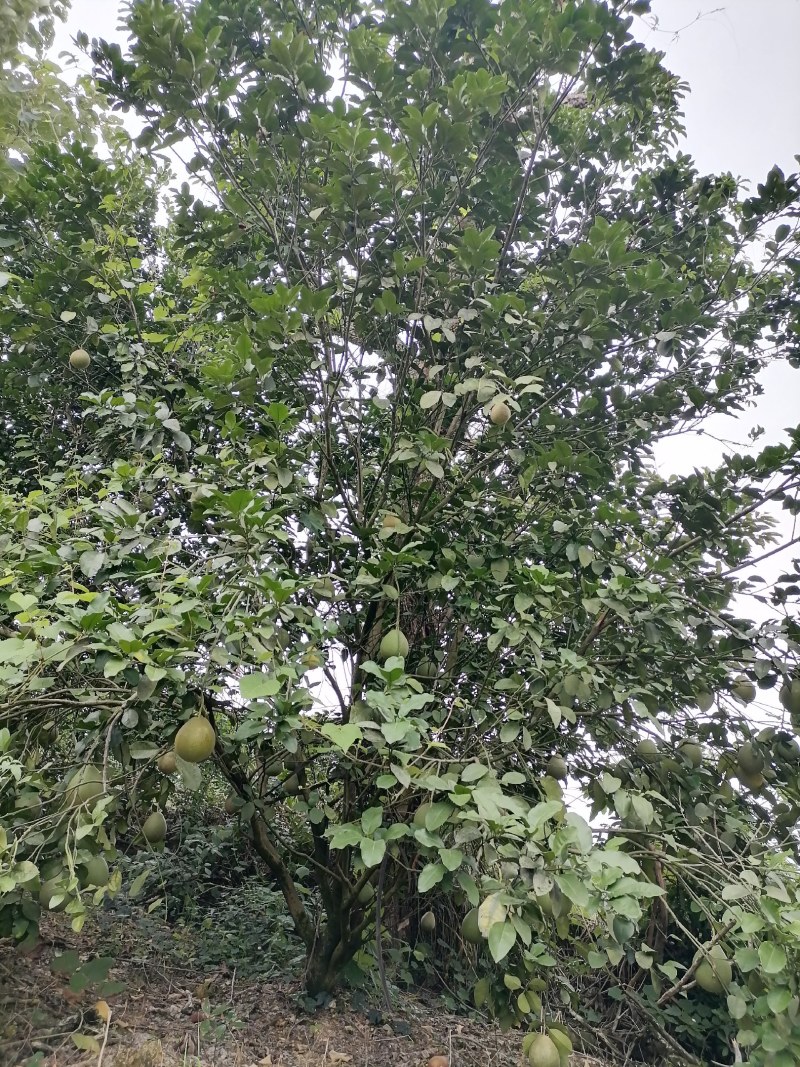 柚子树