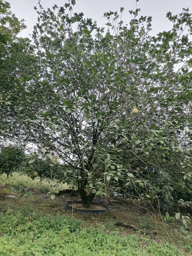 柚子树