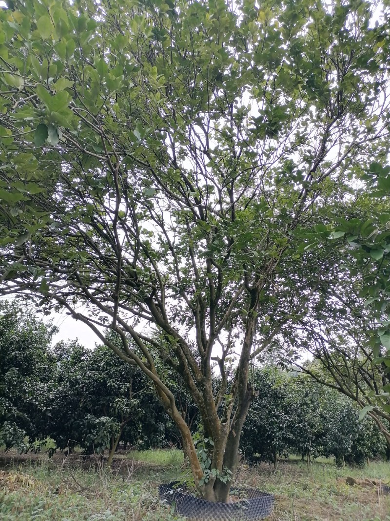 柚子树
