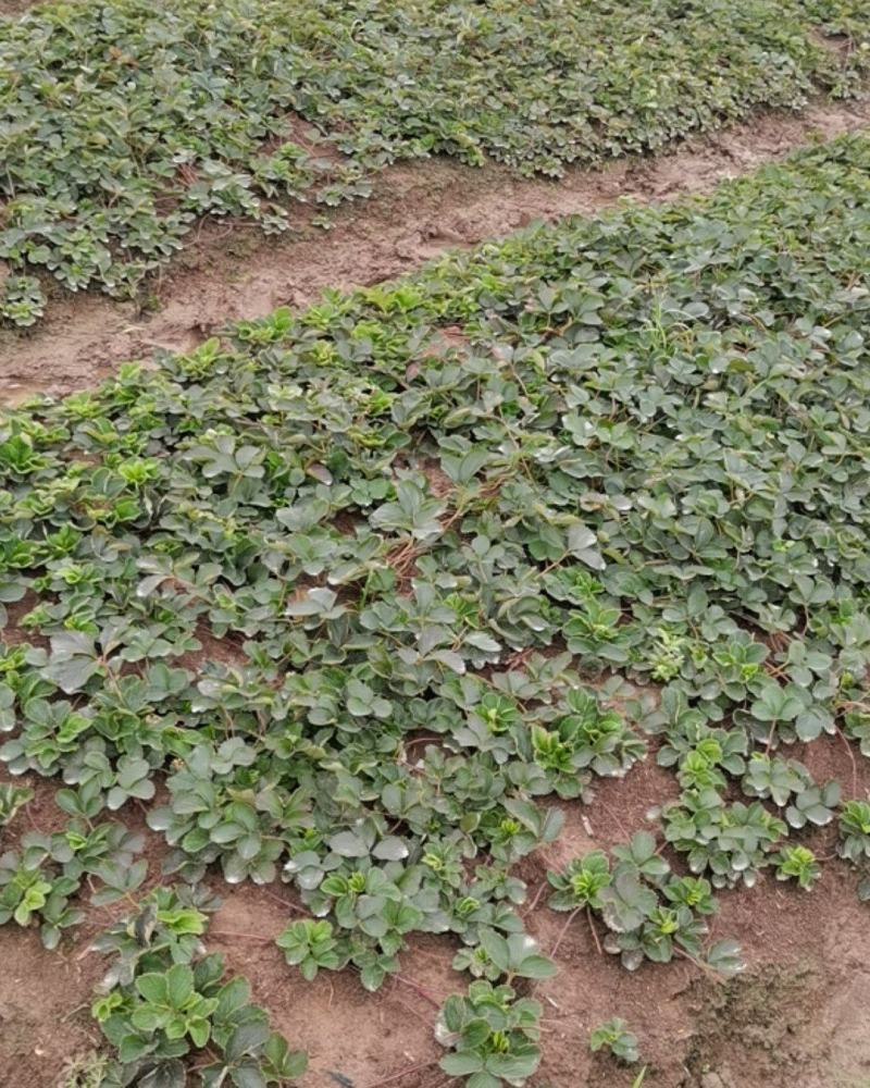 红颜草莓苗，健壮矮杆，无病菌，农户家庭种植，技术先进
