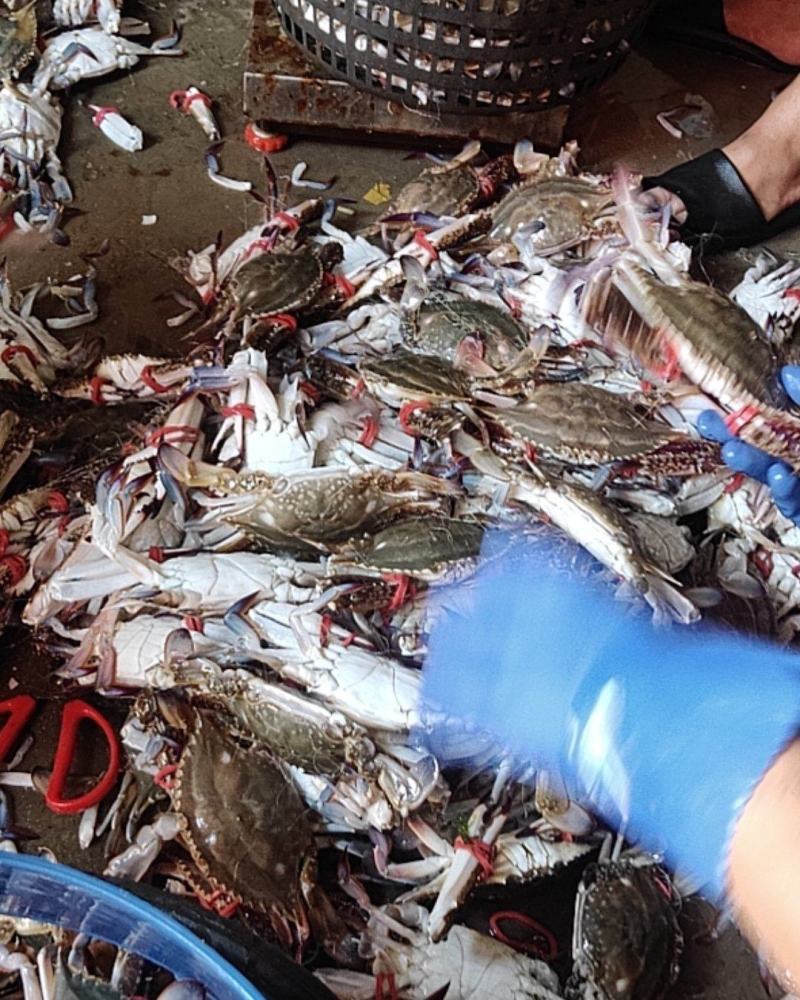 精品大公蟹，全国直邮，货源充足，每天都有