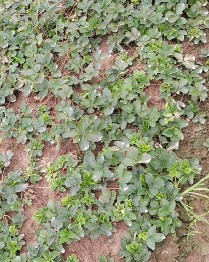 红颜草莓苗，健壮矮杆，无病菌，农户家庭种植，技术先进