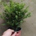 赤楠小叶赤楠盆栽植物四季常青室内净化空气绿植