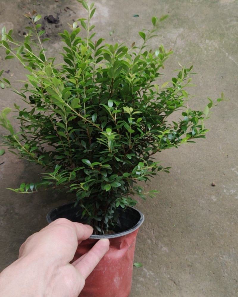 赤楠小叶赤楠盆栽植物四季常青室内净化空气绿植