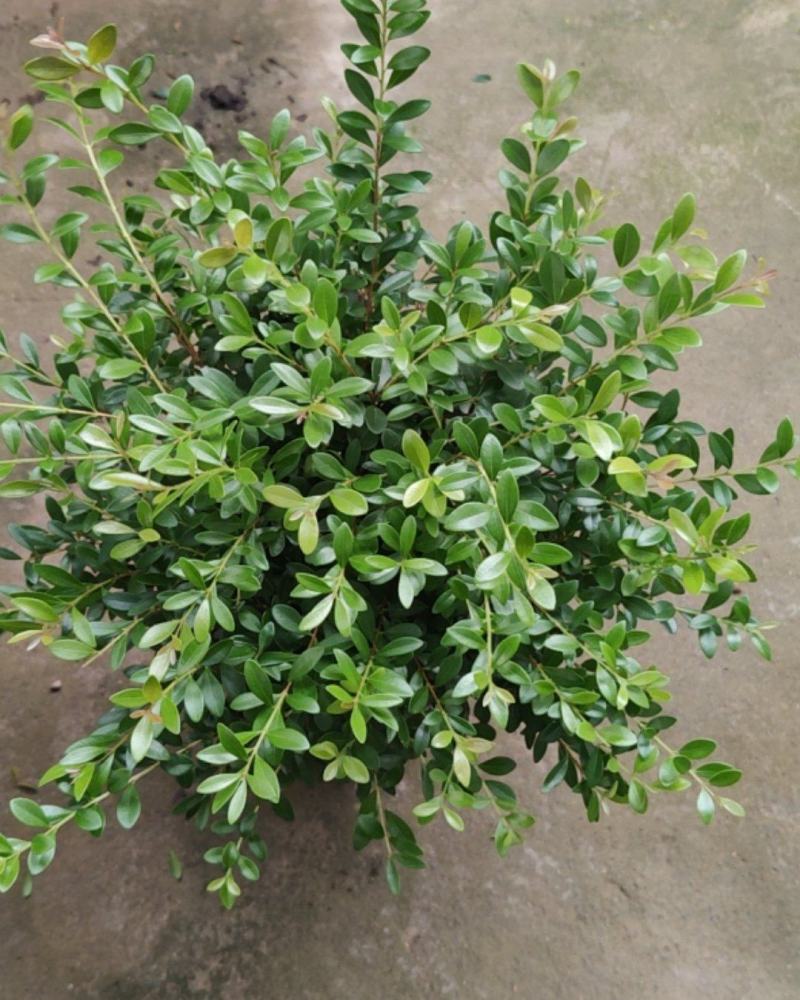 赤楠小叶赤楠盆栽植物四季常青室内净化空气绿植