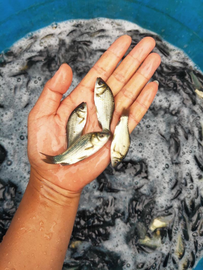 [优选]四川绵阳中科3号鲫鱼苗送货上门货到付款