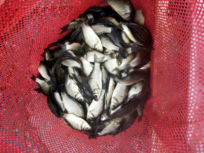 [优选]四川绵阳中科3号鲫鱼苗送货上门货到付款