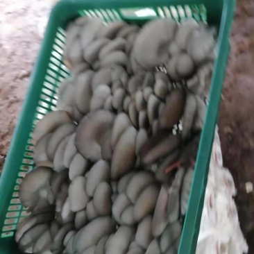 今天的蘑菇质量，陕西反季节蘑菇有大叶，中大叶，中小叶，