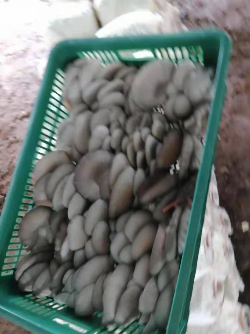 今天的蘑菇质量，陕西反季节蘑菇有大叶，中大叶，中小叶，