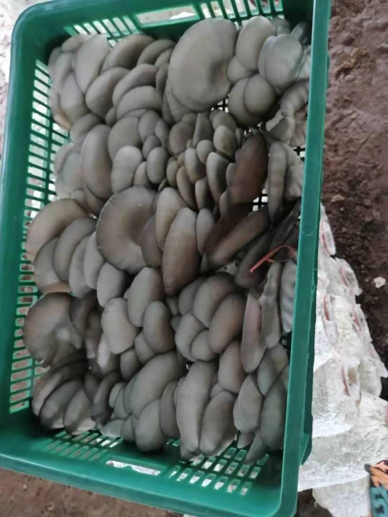 今天的蘑菇质量，陕西反季节蘑菇有大叶，中大叶，中小叶，