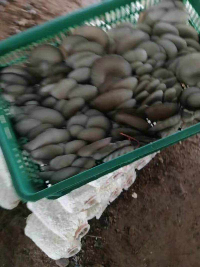今天的蘑菇质量，陕西反季节蘑菇有大叶，中大叶，中小叶，