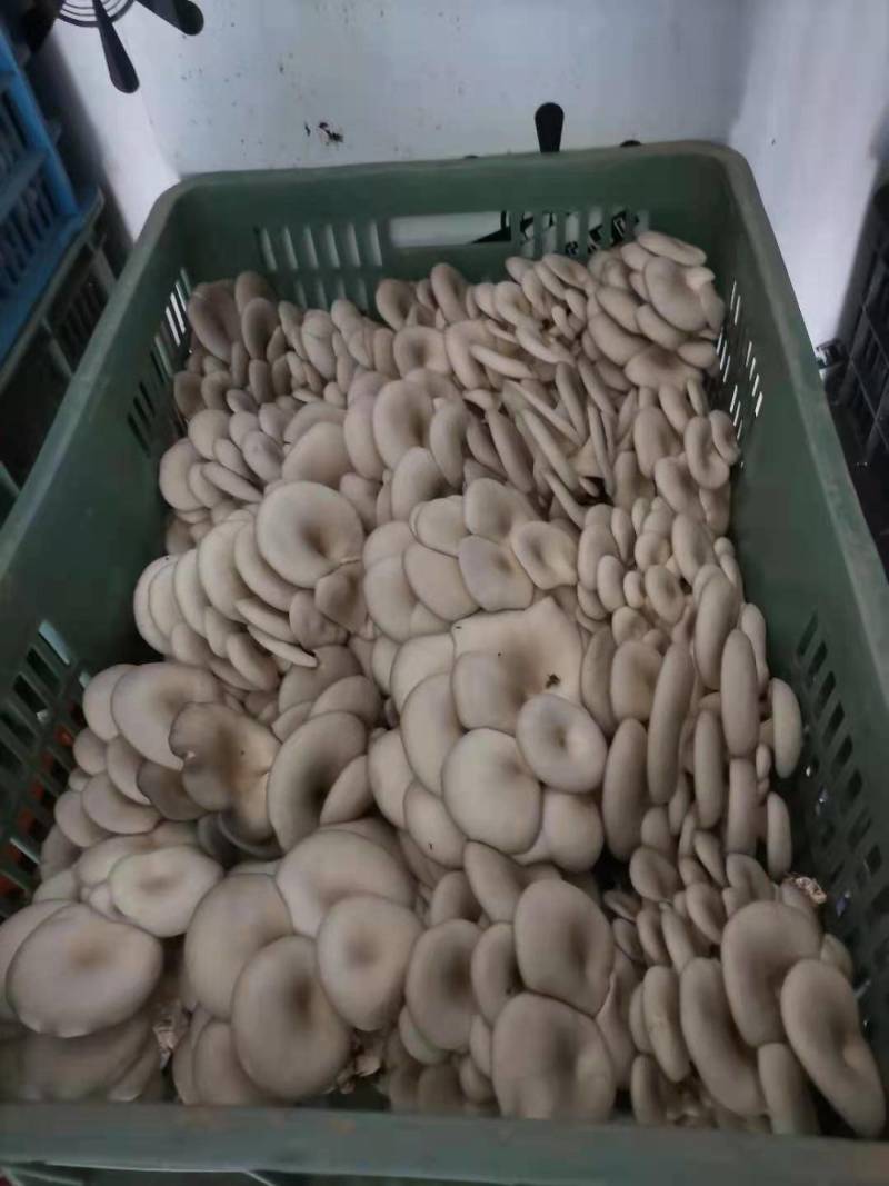 今天的蘑菇质量，陕西反季节蘑菇有大叶，中大叶，中小叶，