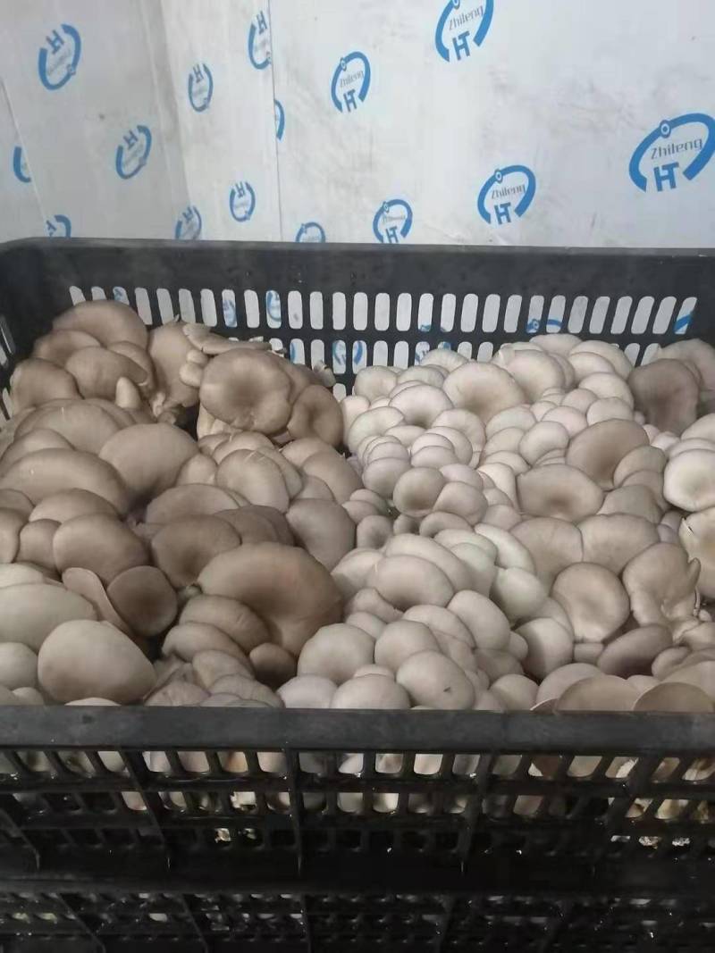 今天的蘑菇质量，陕西反季节蘑菇有大叶，中大叶，中小叶，