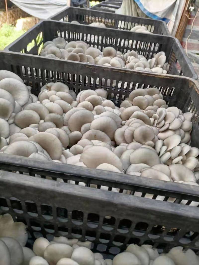 今天的蘑菇质量，陕西反季节蘑菇有大叶，中大叶，中小叶，