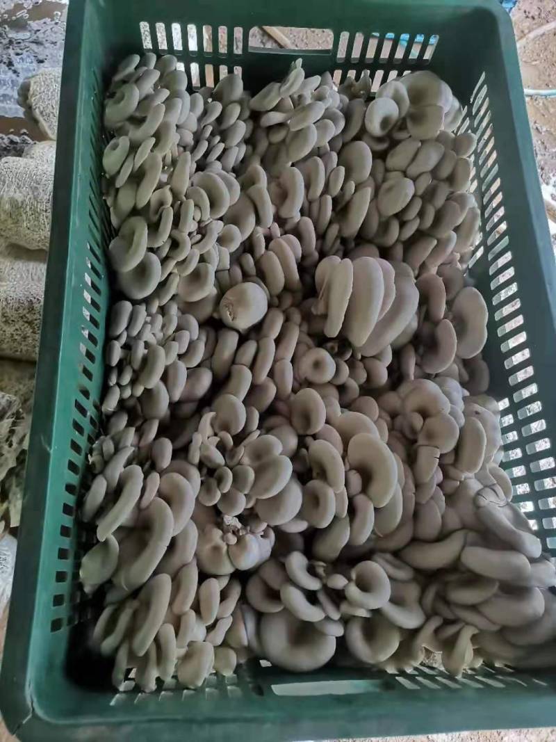 今天的蘑菇质量，陕西反季节蘑菇有大叶，中大叶，中小叶，