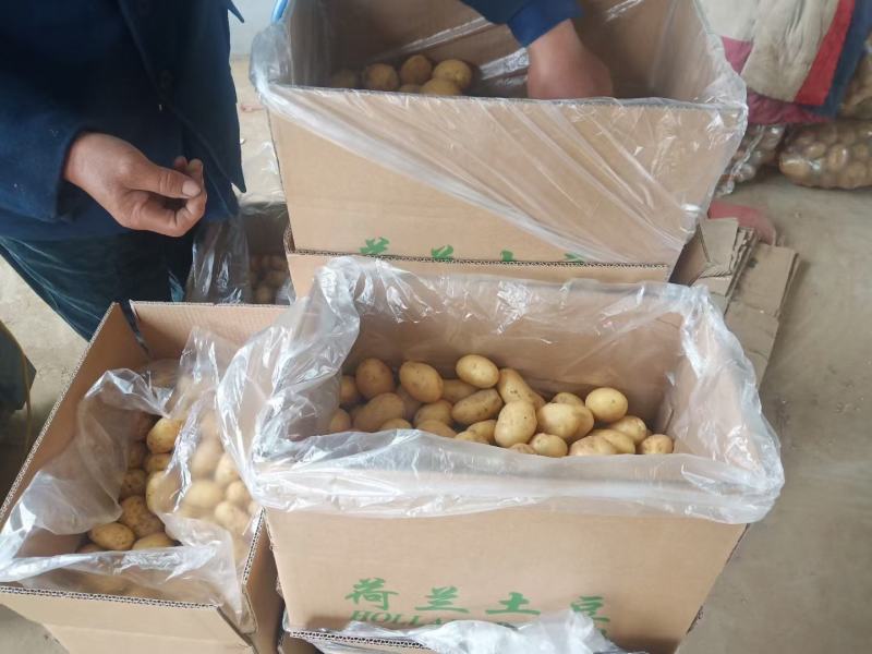 【荐】常年供应迷你土豆小土豆，适合做菜肴，吃火锅，做小吃