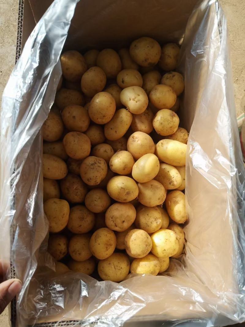 【荐】常年供应迷你土豆小土豆，适合做菜肴，吃火锅，做小吃