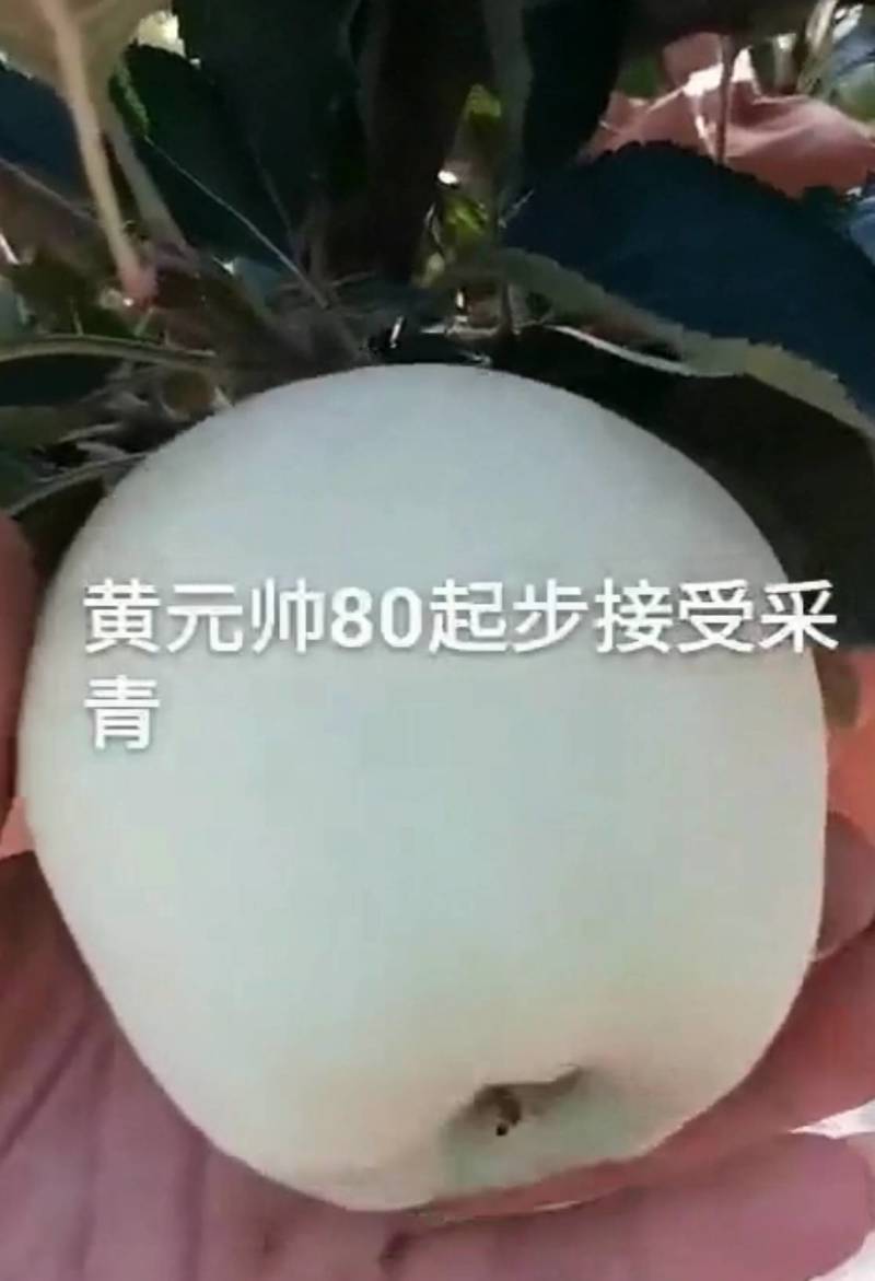 【全国发货】辽宁省绥中县黄元帅苹果大量上市。价格美丽！
