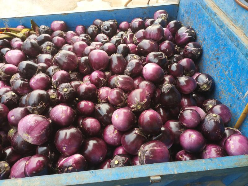 蒲城长茄圆茄大量上市，需要的老板可以联系