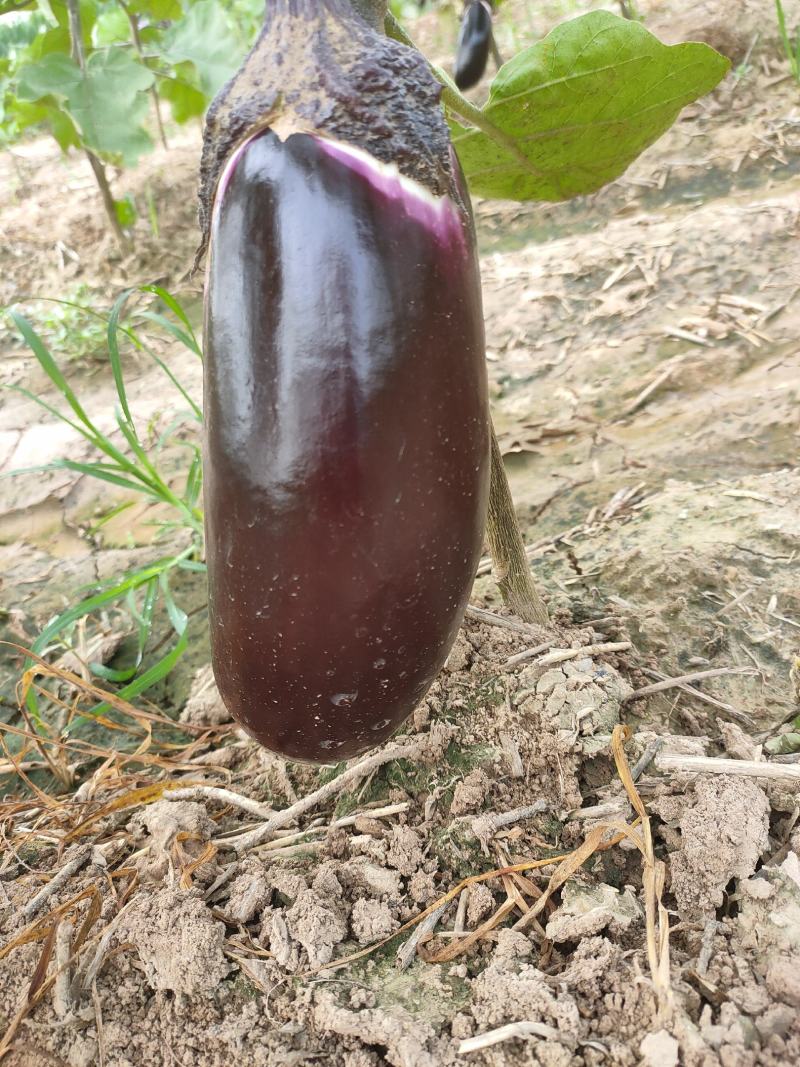 蒲城长茄圆茄大量上市，需要的老板可以联系