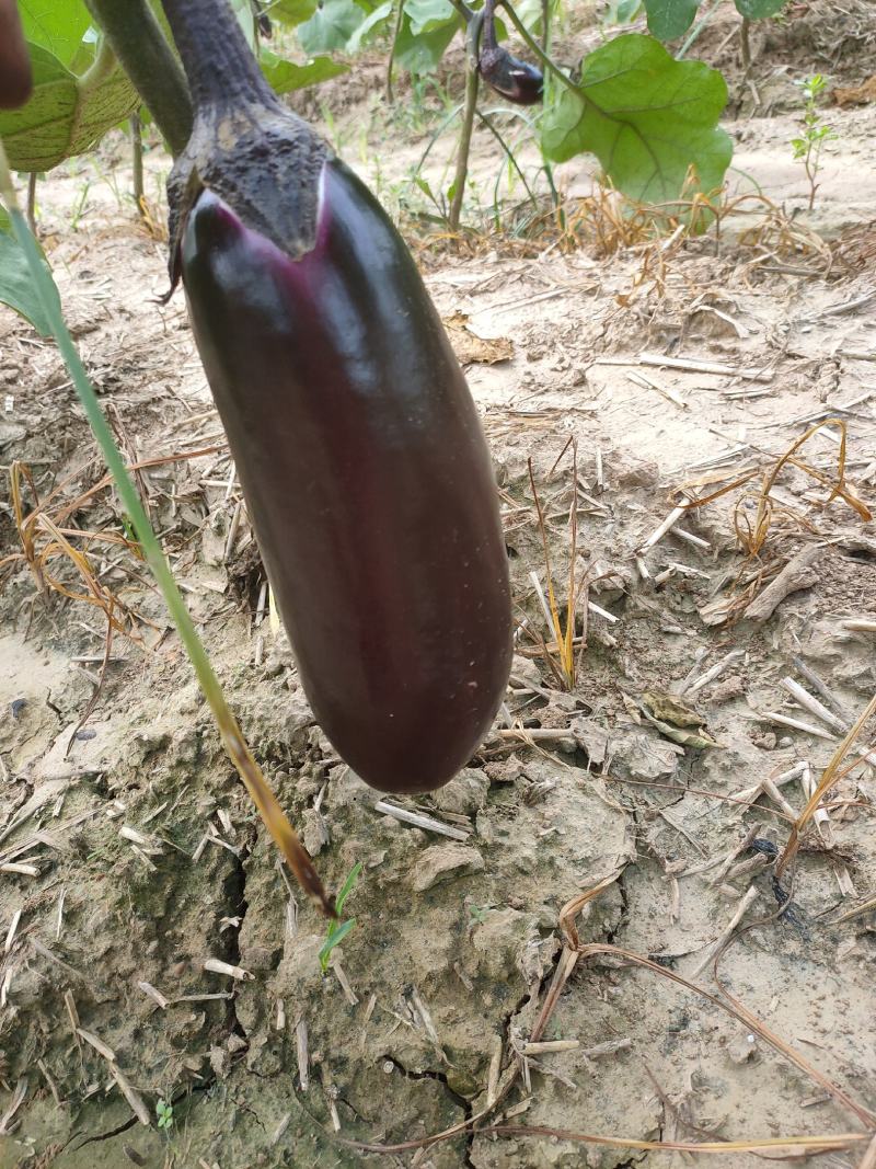 蒲城长茄圆茄大量上市，需要的老板可以联系