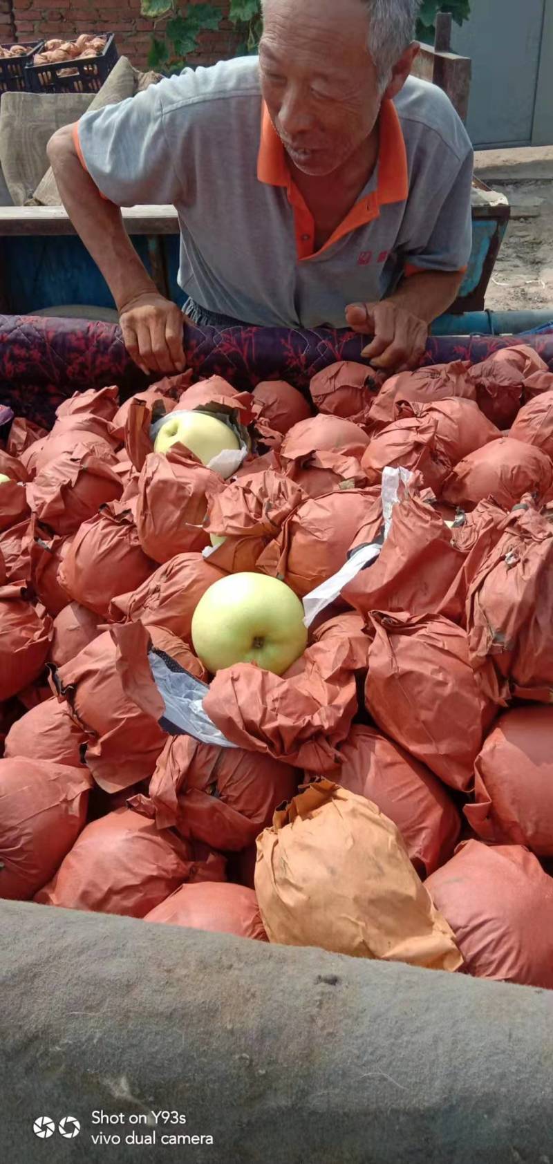 奥金苹果大量上市，欢迎新老客户前来选购，每天发车