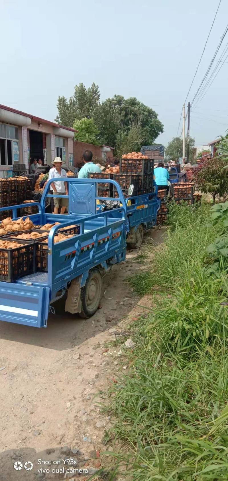 奥金苹果大量上市，欢迎新老客户前来选购，每天发车