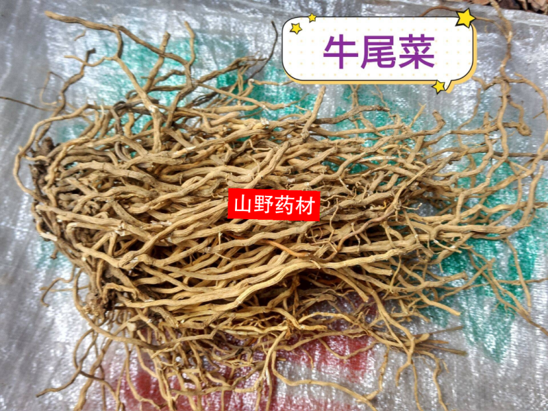 牛尾菜中药材新鲜牛尾结整根大伸筋牛尾蕨野生包邮