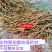 牛尾菜中药材新鲜牛尾结整根大伸筋牛尾蕨野生包邮