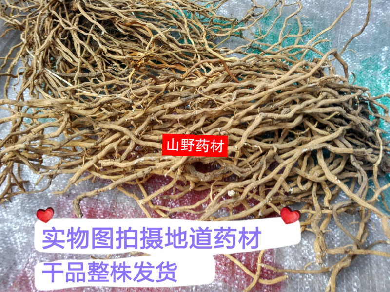 牛尾菜中药材新鲜牛尾结整根大伸筋牛尾蕨野生包邮