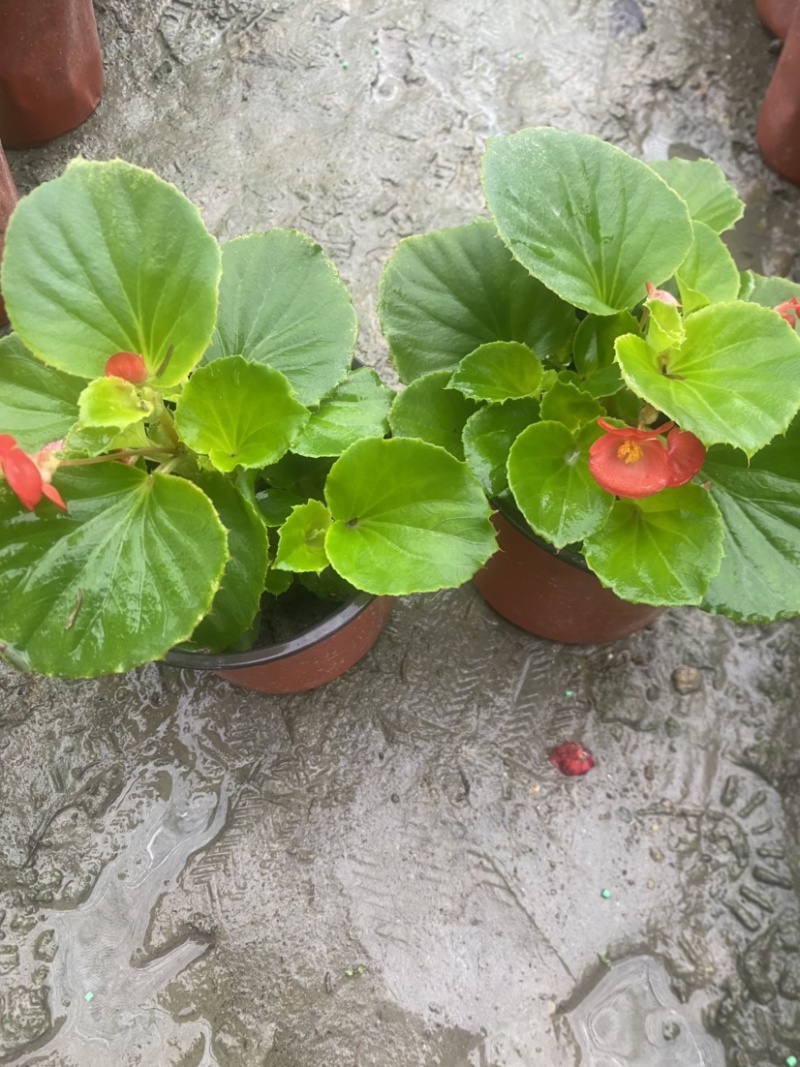 四季海棠