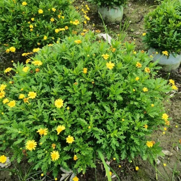 木春菊