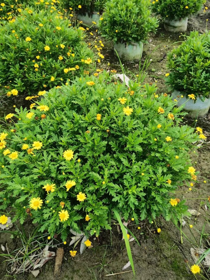 木春菊