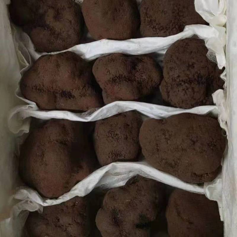 云南野生菌