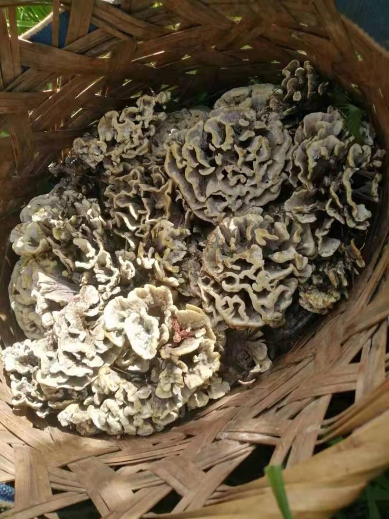 云南野生菌