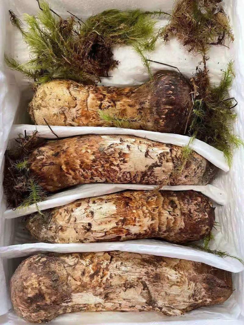 云南野生菌