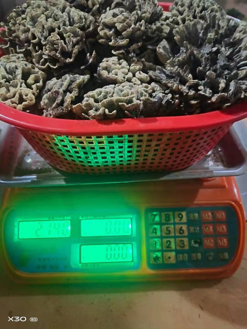 云南野生菌