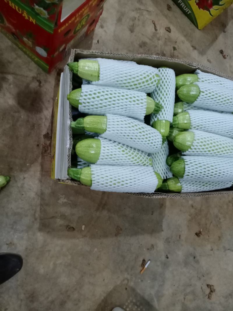 云南三月瓜