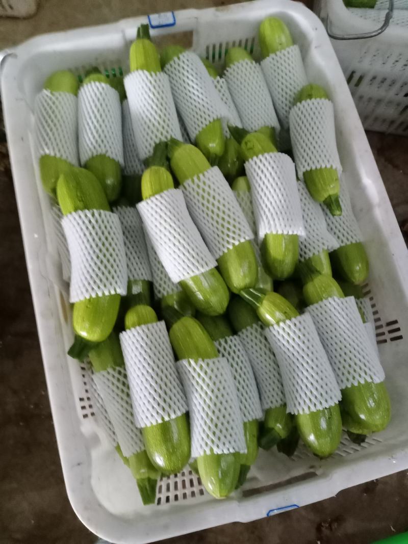 云南三月瓜