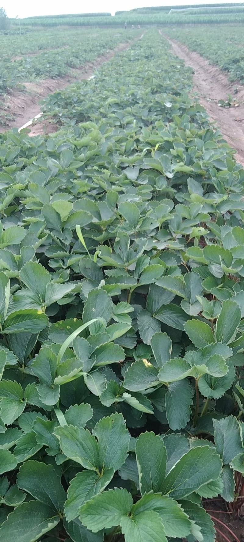 山东草莓苗，出售草莓苗甜宝香野红颜法兰蒂甜查理品种齐全