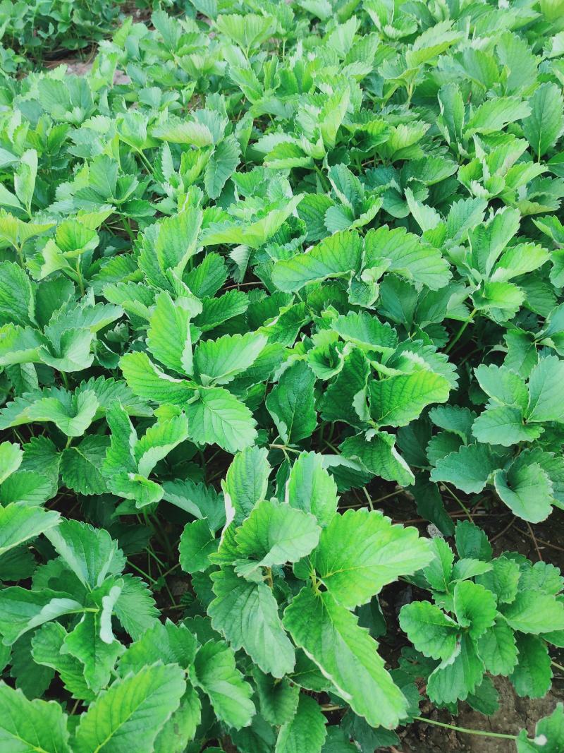 山东草莓苗，出售草莓苗甜宝香野红颜法兰蒂甜查理品种齐全