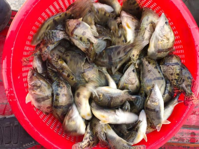 鳜鱼桂鱼（针对全国各地出售优质鱼苗)